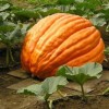 The Green Grove Garden 25+ Big Max Pumpkin Seeds -