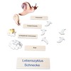Betzold - Life Cycle Snail - Biology Primary School