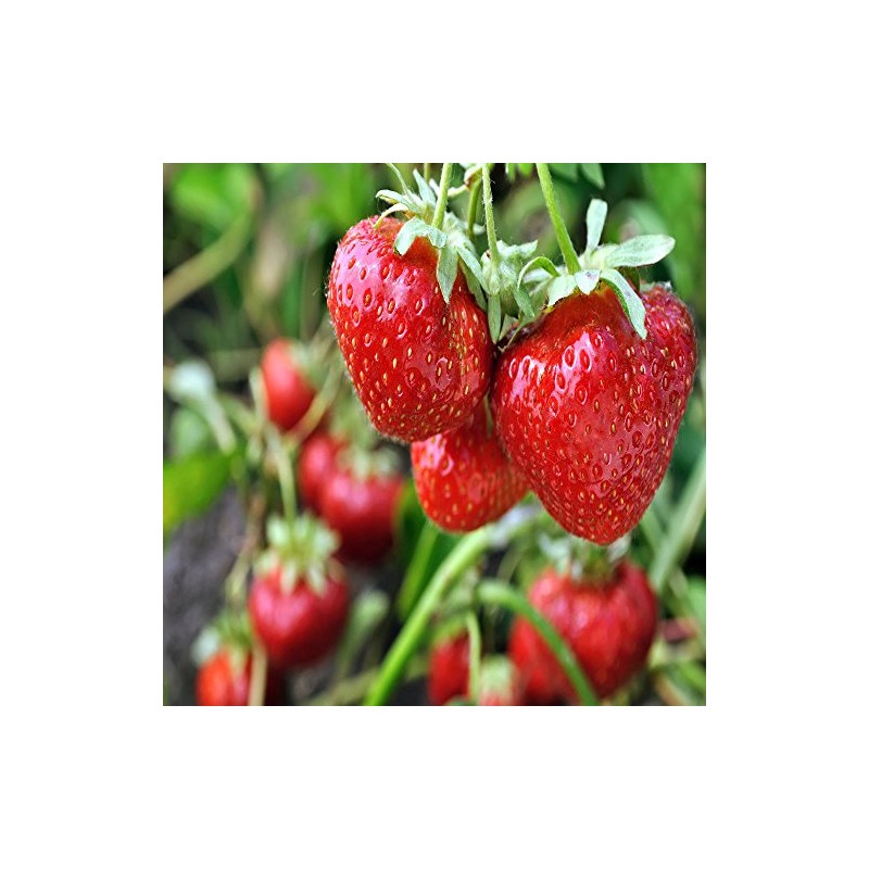 10 Sweet Charlie Strawberry Plants SUPER-SWEET BERRY
