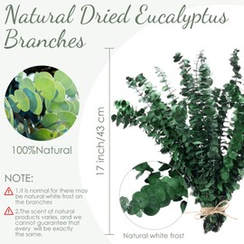 Knitgrip 80 Pcs Large Dried Eucalyptus Stems 17inch Natural Fresh Eucalyptus Branches for Shower Hanging Fresh Eucalyptus Greenery Leaves for Vase Filler Wedding Bathroom Dried Flowers DIY Decor