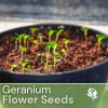 Fresh Packet Geranium Seeds - Fragrant - Fresh Harvest -