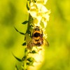 Outsidepride Foxglove Yellow - 1000 Seeds
