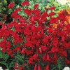 250 Penstemon Beardtongue Flower Seeds EATON'S Firecracker Red Hummingbird Perennial