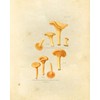 Generic Ink Inc Botanical Prints - Juego de 6 x