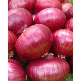 Onion RED Creole Great Heirloom Vegetable by Seed Kingdom Bulk 1/4 Lb Seeds