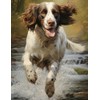 A4 Drawing Book: Sketchbook Gift For Kids Who Love Springer