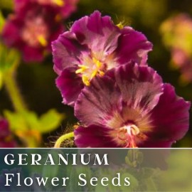 Fresh 100+ Geranium Seeds - Springtime - Fragrant - Fresh Flower Seeds Non GMO - 100 Seeds