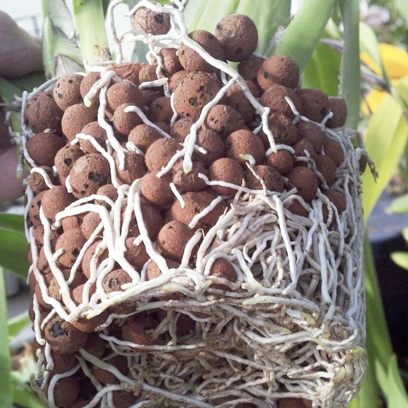 Pulovin 2.5 lbs LECA Clay Pebbles for Plants, 4-16mm LECA