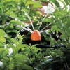 Claber Adjustable Sprinkler/Shrubbler Pack of 25, Orange and Black, 33