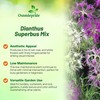 Outsidepride Superbus Mix Dianthus Seeds for Planting - 5000 Pcs