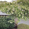 Generic Natchez Crape Myrtle, Exfoliating Bark, Pure White Flowering, Hardy,