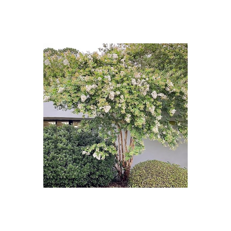 Generic Natchez Crape Myrtle, Exfoliating Bark, Pure White Flowering, Hardy,