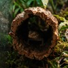 DECHOUS Natural Cork Bark for Reptile Hideout Round Cork Bark
