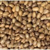 Does Not Apply Chocolate Bayo Frijol Bean Heirloom Seed Packet