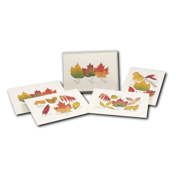 Earth Sky + Water - Fall Foliage Assortment Notecard Set - 8 Blank Cards with Envelopes (2 Each of 4 Styles)
