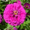 Zinnia elegans (Zinnia, Dark Violet) Flower Seeds, Long-Lasting Blooms, Drought-Tolerant,