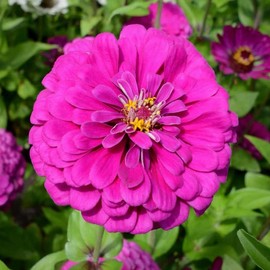 Zinnia elegans (Zinnia, Dark Violet) Flower Seeds, Long-Lasting Blooms, Drought-Tolerant, Eye-Catching Flowers, Seeds by MySeeds.Co, You Choose The Amount (1 LB)