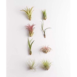 Shop Succulents | Assorted Collection of Live Air Plants, Hand Selected Variety Pack of Air Succulents | Collection of 8