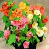 NIKA SEEDS - Seeds Flowers Flowering Maple Mix Indoor Abutilon