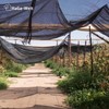 HaGa Shade Net, 3 m Width with 40% Shading Effect,