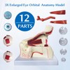 JNMFTD Human Eye Orbital Anatomy Model, 3X Enlarged 12 Parts