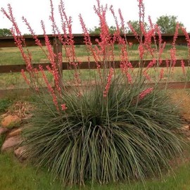 Outsidepride Red Yucca Seeds for Planting - 50 Pcs Drought Tolerant Flower Seeds with Evergreen Foliage & Pollinator-Friendly Flowers, for Xeriscaping, Dry or Sandy Landscapes