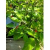 Aji Strawberry Drop Hot Pepper 25-Seeds 50,000+ Scoville Unique Creek