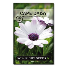 Sow Right Seeds Cape Daisy Seeds - Full Instructions for Planting, Beautiful to Plant in Your Flower Garden; Non-GMO Heirloom Seeds; Wonderful Gardening Gifts (1)