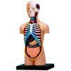 4D Vision Human Anatomy Torso Model