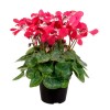 Cyclamen Seeds 15 Seeds Cyclamen Djix Red Super Series Cyclamen