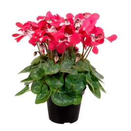 Cyclamen Seeds 15 Seeds Cyclamen Djix Red Super Series Cyclamen