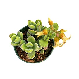 USKC Live Succulent Plants Cotyledon tomentosa Bear's paw (4"Pot Non Variegated)