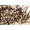 1 DOZEN (12) ORGANIC RUSSIAN COMFREY fresh root cuttings for