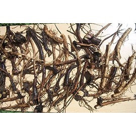 1 DOZEN (12) ORGANIC RUSSIAN COMFREY fresh root cuttings for your biomass crop