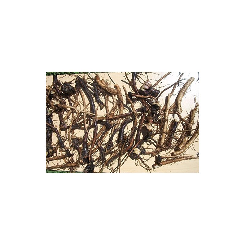 1 DOZEN (12) ORGANIC RUSSIAN COMFREY fresh root cuttings for