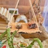 Hermit Crab Climbing Toy, Natural Wooden Reptile Swing Toy, Pet