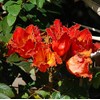 Palm Beach Medicinal Herbs - African Tulip Tree (Spathodea companulata) - Packet of 5 Seeds