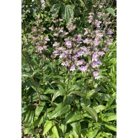 Olympics Calico Beardtongue - Penstemon calycosus 60+ Seeds, Native Pollinator Plant