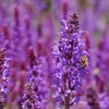 Perfect Potion Clary Sage Essential Oil 10ml