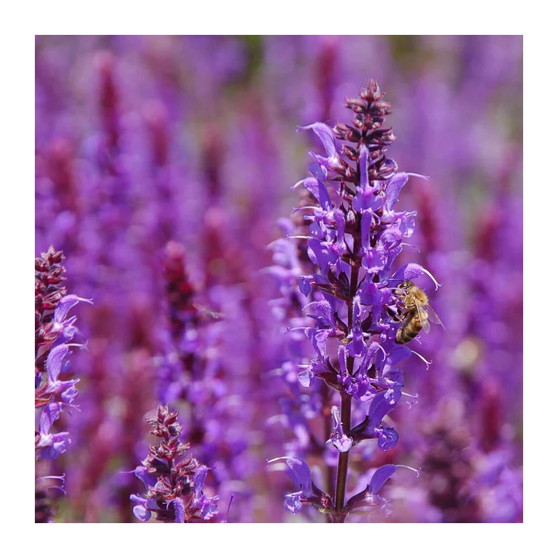 Perfect Potion Clary Sage Essential Oil 10ml
