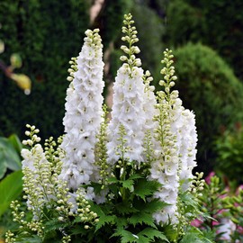 Outsidepride Larkspur White King - 1000 Seeds
