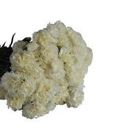 KaBloom PRIME NEXT DAY DELIVERY - Summer Collection - 75 White Carnation. Gift for Birthday, Anniversary, Get Well, Thank You, Valentine, Mother’s Day Fresh Flowers