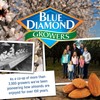 Blue Diamond Almonds, Classic Blueberry Flavored Sweet Snack Nuts perfect