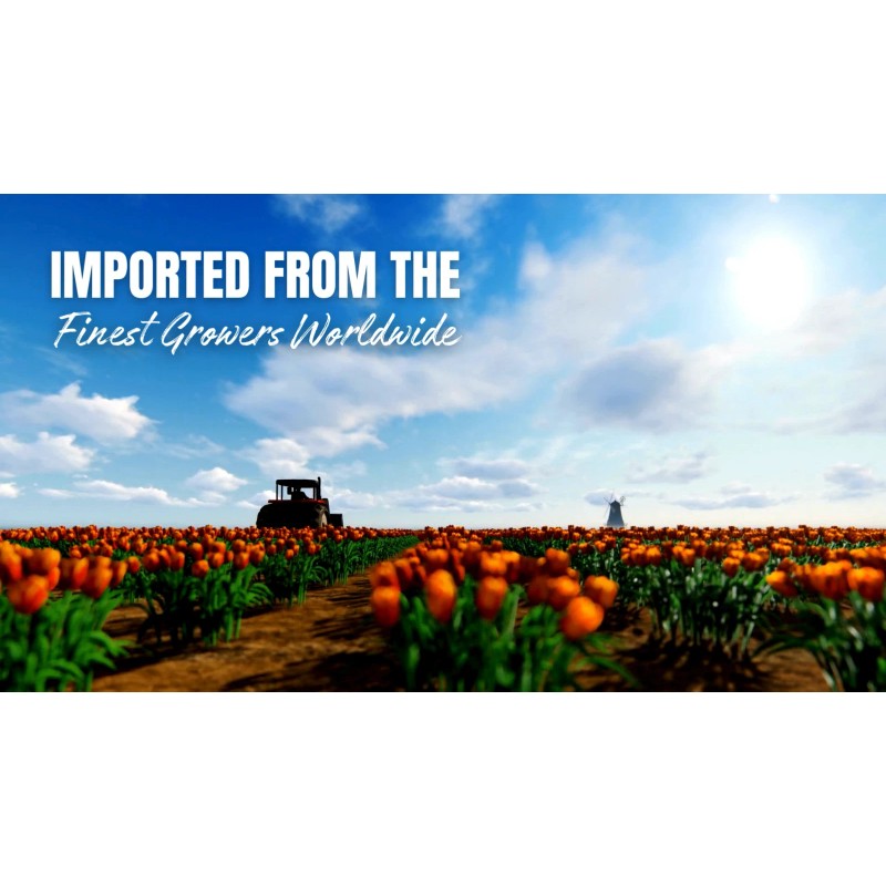 Garden State Bulb Meyer Lemon Tree - Live Citrus Plant