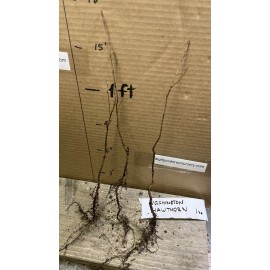 live plant 3 Plants 1 year old Washington hawthorn (Crataegus phaenopyrum) 6-12” tall