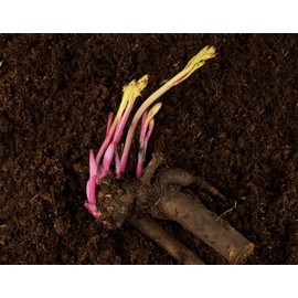 Marde Ross & Company Festiva Maxima - Double White Peonies Bulbs for Planting, Peony Plant Bare Root | Peony Bulbs for Spring Planting 2024 | Peony Seeds for Planting Outdoors