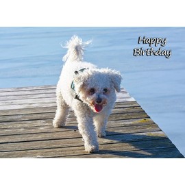 Bichon Frise Dog Birthday Greeting Card