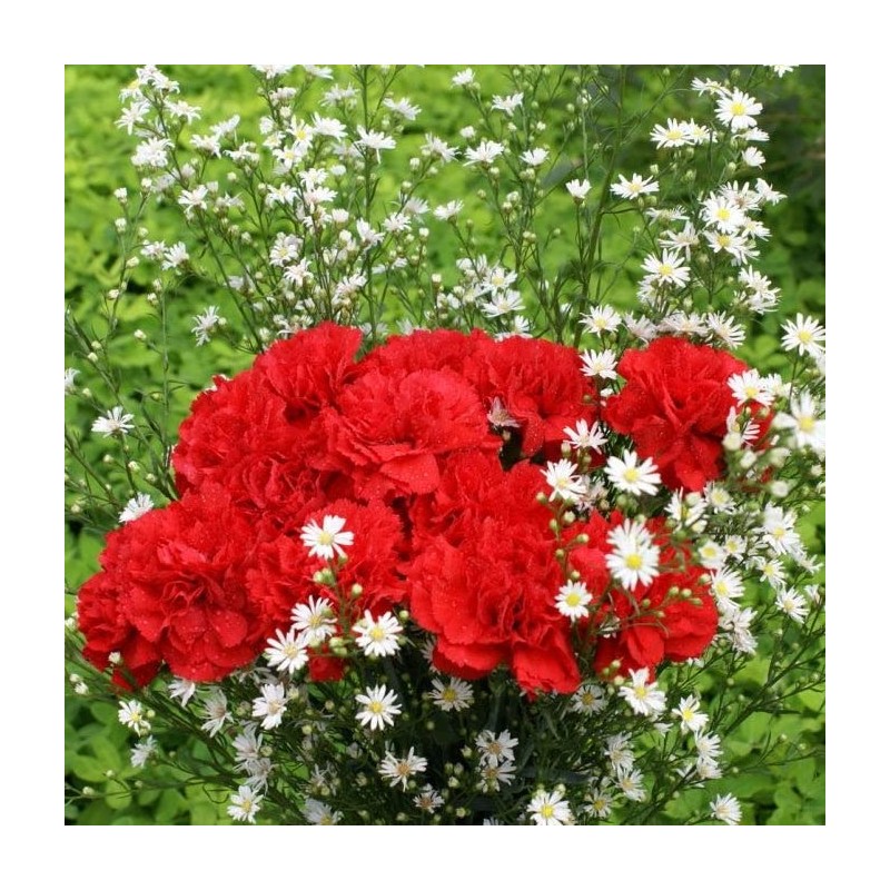 Eden Brothers Carnation Seeds - Etincellant