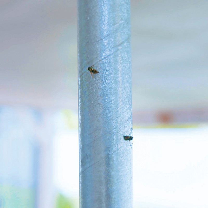 Raid® RAID 2PKFSTIK-RAID Jumbo Fly Stick (2 Pack) - 2