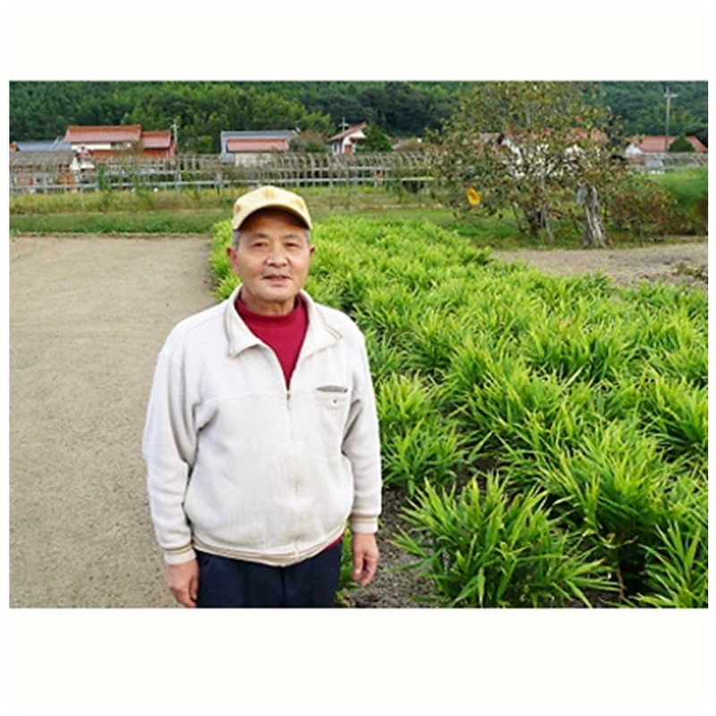 Tea Sandyoichi Japanese Dezai Ginger Hot Water, 0.5 oz (15